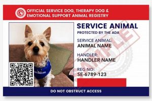 How to Get Your Dog Service Certified: A Guide My Caring Dog – Tips, Stories, and Care Guides for Loving Pet Owners How to Get Your Dog Service Certified: A Guide | My Caring Dog – Tips, Stories, and Care Guides for Loving Pet Owners