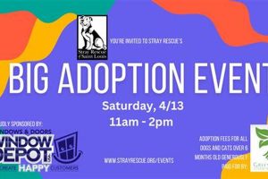 Find Your Forever Friend: St. Louis Adoption | My Caring Dog – Tips, Stories, and Care Guides for Loving Pet Owners