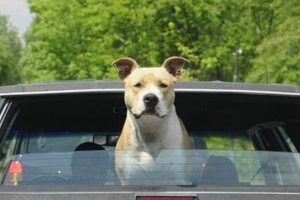 Dog Car Sickness: Do All Dogs Get Sick? My Caring Dog – Tips, Stories, and Care Guides for Loving Pet Owners Dog Car Sickness: Do All Dogs Get Sick? | My Caring Dog – Tips, Stories, and Care Guides for Loving Pet Owners