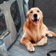 Best Dog Car Seat Covers for Single Seats | Safem Fabrication - Precision Engineering & Custom Manufacturing Solutions