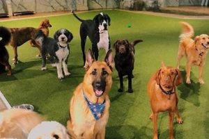 Best Dog Day Care in Vancouver: Top Choices | Safem Fabrication - Precision Engineering & Custom Manufacturing Solutions