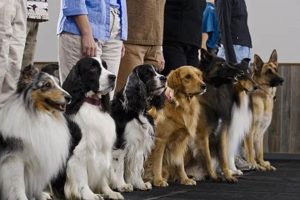 Effective Canine Dog Training Tips & Techniques My Caring Dog – Tips, Stories, and Care Guides for Loving Pet Owners Effective Canine Dog Training Tips & Techniques | My Caring Dog – Tips, Stories, and Care Guides for Loving Pet Owners