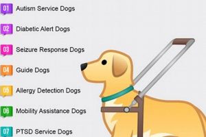 Types of Service Dogs: A Complete Guide My Caring Dog – Tips, Stories, and Care Guides for Loving Pet Owners Types of Service Dogs: A Complete Guide | My Caring Dog – Tips, Stories, and Care Guides for Loving Pet Owners