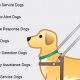 Types of Service Dogs: A Complete Guide | My Caring Dog – Tips, Stories, and Care Guides for Loving Pet Owners
