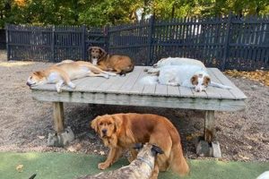 Best Dog Day Care in Abington MA | Top Kennels Safem Fabrication - Precision Engineering & Custom Manufacturing Solutions Best Dog Day Care in Abington MA | Top Kennels | Safem Fabrication - Precision Engineering & Custom Manufacturing Solutions