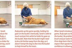Mastering Cooperative Care Dog Training My Caring Dog – Tips, Stories, and Care Guides for Loving Pet Owners Mastering Cooperative Care Dog Training | My Caring Dog – Tips, Stories, and Care Guides for Loving Pet Owners