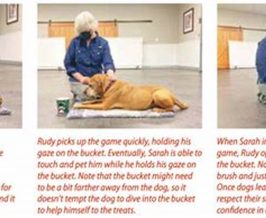 Mastering Cooperative Care Dog Training | My Caring Dog – Tips, Stories, and Care Guides for Loving Pet Owners