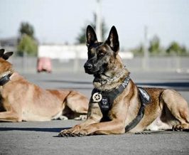 Top K9s Dogs Breeds for Car Safety | My Caring Dog – Tips, Stories, and Care Guides for Loving Pet Owners