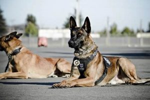 Top K9s Dogs Breeds for Car Safety My Caring Dog – Tips, Stories, and Care Guides for Loving Pet Owners Top K9s Dogs Breeds for Car Safety | My Caring Dog – Tips, Stories, and Care Guides for Loving Pet Owners