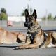 Top K9s Dogs Breeds for Car Safety | My Caring Dog – Tips, Stories, and Care Guides for Loving Pet Owners