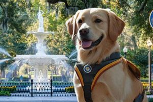 How To Get A Service Dog In Georgia For Free My Caring Dog – Tips, Stories, and Care Guides for Loving Pet Owners How To Get A Service Dog In Georgia For Free | My Caring Dog – Tips, Stories, and Care Guides for Loving Pet Owners