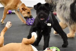 Dog Groups Near Me My Caring Dog – Tips, Stories, and Care Guides for Loving Pet Owners Dog Groups Near Me | My Caring Dog – Tips, Stories, and Care Guides for Loving Pet Owners