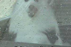 Never Take Your Dog to a Car Wash! My Caring Dog – Tips, Stories, and Care Guides for Loving Pet Owners Never Take Your Dog to a Car Wash! | My Caring Dog – Tips, Stories, and Care Guides for Loving Pet Owners