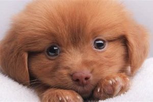 Best Dog for Dog Swaps & Exchanges My Caring Dog – Tips, Stories, and Care Guides for Loving Pet Owners Best Dog for Dog Swaps & Exchanges | My Caring Dog – Tips, Stories, and Care Guides for Loving Pet Owners