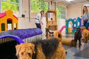 Top-Rated Mansfield Dog Day Care & Boarding My Caring Dog – Tips, Stories, and Care Guides for Loving Pet Owners Top-Rated Mansfield Dog Day Care & Boarding | My Caring Dog – Tips, Stories, and Care Guides for Loving Pet Owners