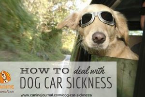 My Dog Gets Car Sick Every Time: Help! My Caring Dog – Tips, Stories, and Care Guides for Loving Pet Owners My Dog Gets Car Sick Every Time: Help! | My Caring Dog – Tips, Stories, and Care Guides for Loving Pet Owners