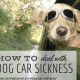 My Dog Gets Car Sick Every Time: Help! | My Caring Dog – Tips, Stories, and Care Guides for Loving Pet Owners