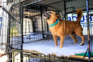 Top Dog Day Care in Brighton MA: Best Options My Caring Dog – Tips, Stories, and Care Guides for Loving Pet Owners Top Dog Day Care in Brighton MA: Best Options | My Caring Dog – Tips, Stories, and Care Guides for Loving Pet Owners