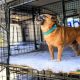 Top Dog Day Care in Brighton MA: Best Options | My Caring Dog – Tips, Stories, and Care Guides for Loving Pet Owners