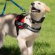 Elite Training Dog: Guide to Advanced Canine Skills | My Caring Dog – Tips, Stories, and Care Guides for Loving Pet Owners