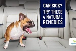 Best Dog Car Sick Remedies: Vet-Approved Tips My Caring Dog – Tips, Stories, and Care Guides for Loving Pet Owners Best Dog Car Sick Remedies: Vet-Approved Tips | My Caring Dog – Tips, Stories, and Care Guides for Loving Pet Owners