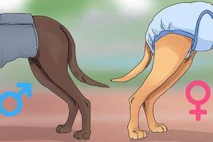 Dog Heat Care: A Complete Guide My Caring Dog – Tips, Stories, and Care Guides for Loving Pet Owners Dog Heat Care: A Complete Guide | My Caring Dog – Tips, Stories, and Care Guides for Loving Pet Owners