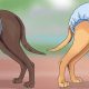 Dog Heat Care: A Complete Guide | My Caring Dog – Tips, Stories, and Care Guides for Loving Pet Owners