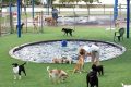 What To Do With Dogs Near Me My Caring Dog – Tips, Stories, and Care Guides for Loving Pet Owners What To Do With Dogs Near Me | My Caring Dog – Tips, Stories, and Care Guides for Loving Pet Owners