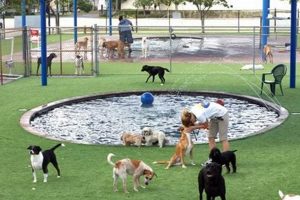 What To Do With Dogs Near Me My Caring Dog – Tips, Stories, and Care Guides for Loving Pet Owners What To Do With Dogs Near Me | My Caring Dog – Tips, Stories, and Care Guides for Loving Pet Owners