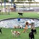 What To Do With Dogs Near Me | My Caring Dog – Tips, Stories, and Care Guides for Loving Pet Owners