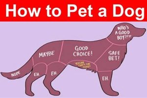 The Ultimate Guide: How to Pet a Dog Properly My Caring Dog – Tips, Stories, and Care Guides for Loving Pet Owners The Ultimate Guide: How to Pet a Dog Properly | My Caring Dog – Tips, Stories, and Care Guides for Loving Pet Owners