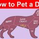 The Ultimate Guide: How to Pet a Dog Properly | My Caring Dog – Tips, Stories, and Care Guides for Loving Pet Owners