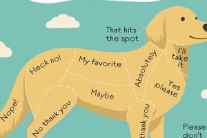 Dog Food Obsession: Why & How to Fix It My Caring Dog – Tips, Stories, and Care Guides for Loving Pet Owners Dog Food Obsession: Why & How to Fix It | My Caring Dog – Tips, Stories, and Care Guides for Loving Pet Owners