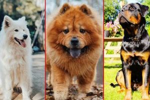Top 10: Most Expensive Dogs to Take Care Of + Costs My Caring Dog – Tips, Stories, and Care Guides for Loving Pet Owners Top 10: Most Expensive Dogs to Take Care Of + Costs | My Caring Dog – Tips, Stories, and Care Guides for Loving Pet Owners