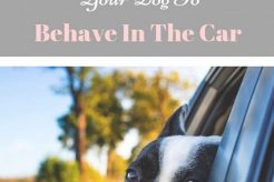 How To Train Your Dog To Behave In The Car My Caring Dog – Tips, Stories, and Care Guides for Loving Pet Owners How To Train Your Dog To Behave In The Car | My Caring Dog – Tips, Stories, and Care Guides for Loving Pet Owners