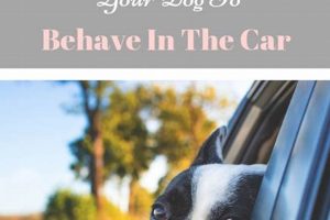 How To Train Your Dog To Behave In The Car My Caring Dog – Tips, Stories, and Care Guides for Loving Pet Owners How To Train Your Dog To Behave In The Car | My Caring Dog – Tips, Stories, and Care Guides for Loving Pet Owners