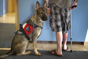 How to Get a Service Dog: A Complete Guide | My Caring Dog – Tips, Stories, and Care Guides for Loving Pet Owners