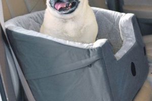 Best Large Dog Car Booster Seats: Safe & Comfy My Caring Dog – Tips, Stories, and Care Guides for Loving Pet Owners Best Large Dog Car Booster Seats: Safe & Comfy | My Caring Dog – Tips, Stories, and Care Guides for Loving Pet Owners