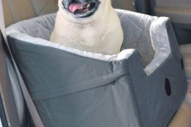 Best Large Dog Car Booster Seats: Safe & Comfy My Caring Dog – Tips, Stories, and Care Guides for Loving Pet Owners Best Large Dog Car Booster Seats: Safe & Comfy | My Caring Dog – Tips, Stories, and Care Guides for Loving Pet Owners