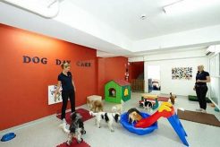 Best Dog Day Care Near Me: Find Local Care My Caring Dog – Tips, Stories, and Care Guides for Loving Pet Owners Best Dog Day Care Near Me: Find Local Care | My Caring Dog – Tips, Stories, and Care Guides for Loving Pet Owners