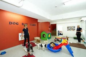 Best Dog Day Care Near Me: Find Local Care My Caring Dog – Tips, Stories, and Care Guides for Loving Pet Owners Best Dog Day Care Near Me: Find Local Care | My Caring Dog – Tips, Stories, and Care Guides for Loving Pet Owners