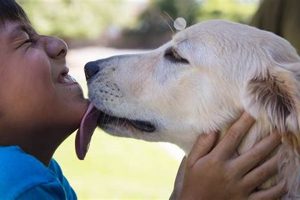 Retired Guide Dog Adoption: A New Beginning My Caring Dog – Tips, Stories, and Care Guides for Loving Pet Owners Retired Guide Dog Adoption: A New Beginning | My Caring Dog – Tips, Stories, and Care Guides for Loving Pet Owners