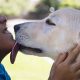 Retired Guide Dog Adoption: A New Beginning | My Caring Dog – Tips, Stories, and Care Guides for Loving Pet Owners
