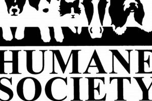 Adopt a Car Buddy: Humane Society of St. Louis County Pets My Caring Dog – Tips, Stories, and Care Guides for Loving Pet Owners Adopt a Car Buddy: Humane Society of St. Louis County Pets | My Caring Dog – Tips, Stories, and Care Guides for Loving Pet Owners