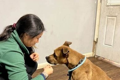 Best Pet Adoption in St. Louis, MO My Caring Dog – Tips, Stories, and Care Guides for Loving Pet Owners Best Pet Adoption in St. Louis, MO | My Caring Dog – Tips, Stories, and Care Guides for Loving Pet Owners