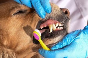How To Care For Dogs Teeth My Caring Dog – Tips, Stories, and Care Guides for Loving Pet Owners How To Care For Dogs Teeth | My Caring Dog – Tips, Stories, and Care Guides for Loving Pet Owners