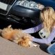 Preventing Dog Car Accidents: Tips & Advice | My Caring Dog – Tips, Stories, and Care Guides for Loving Pet Owners