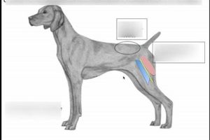 Best Car Dog Sites: Gear & Travel Tips My Caring Dog – Tips, Stories, and Care Guides for Loving Pet Owners Best Car Dog Sites: Gear & Travel Tips | My Caring Dog – Tips, Stories, and Care Guides for Loving Pet Owners