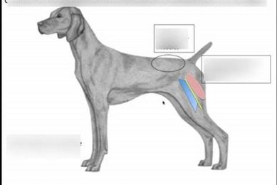 Best Car Dog Sites: Gear & Travel Tips My Caring Dog – Tips, Stories, and Care Guides for Loving Pet Owners Best Car Dog Sites: Gear & Travel Tips | My Caring Dog – Tips, Stories, and Care Guides for Loving Pet Owners