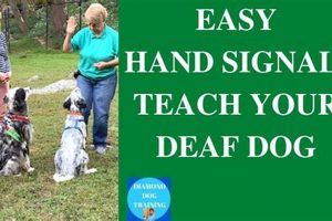 Expert Deaf Dog Care Guide & Tips My Caring Dog – Tips, Stories, and Care Guides for Loving Pet Owners Expert Deaf Dog Care Guide & Tips | My Caring Dog – Tips, Stories, and Care Guides for Loving Pet Owners